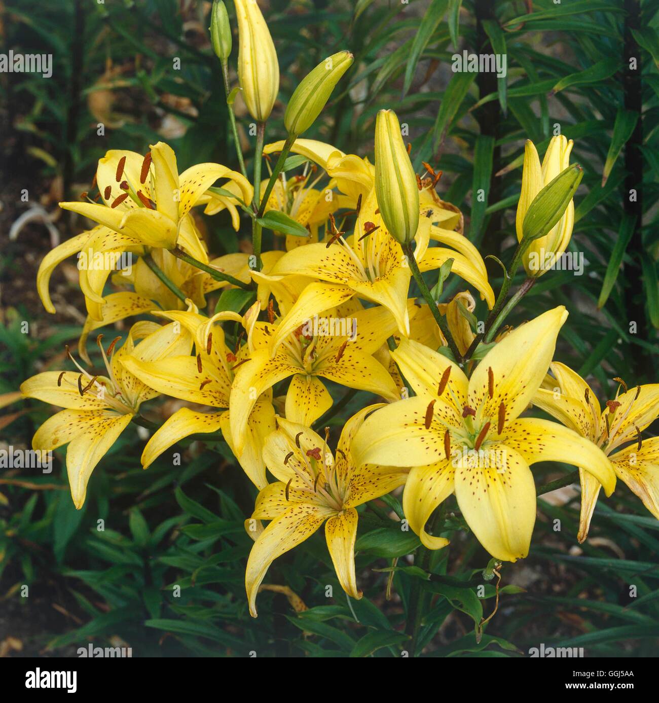 Lilium - `Juliana'   BUL060638 Stock Photo